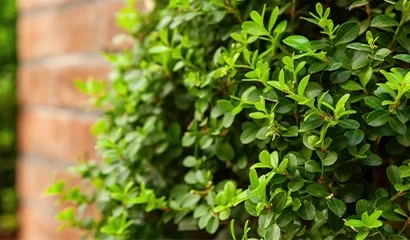 Entretien de jardin